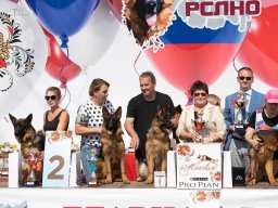 Главная выставка немецких овчарок