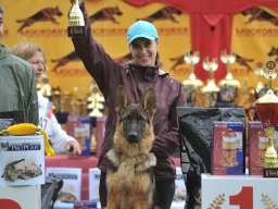 Главная выставка немецких овчарок