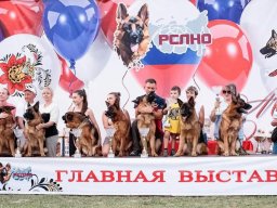 Главная выставка немецких овчарок
