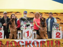 Главная выставка немецких овчарок